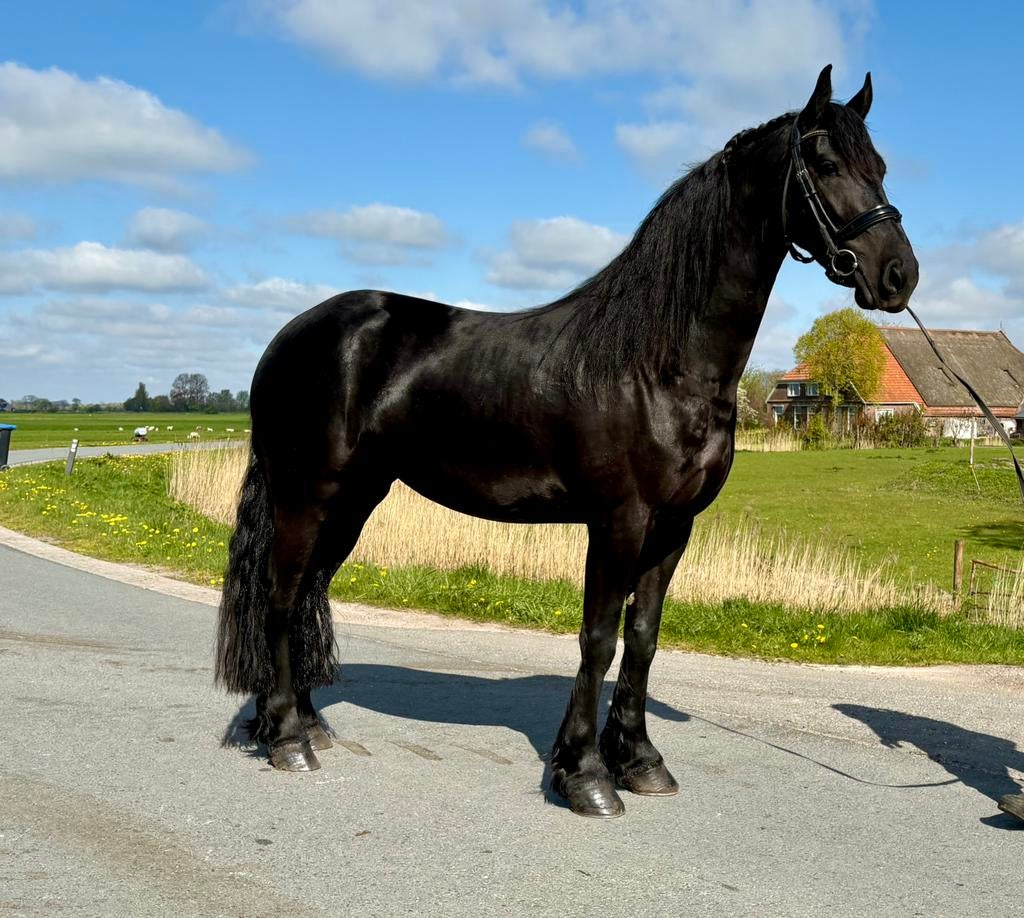 Super leuke Friese merrie!, Merrie, Minder dan 160 cm, Dressuurpaard, 3 tot 6 jaar