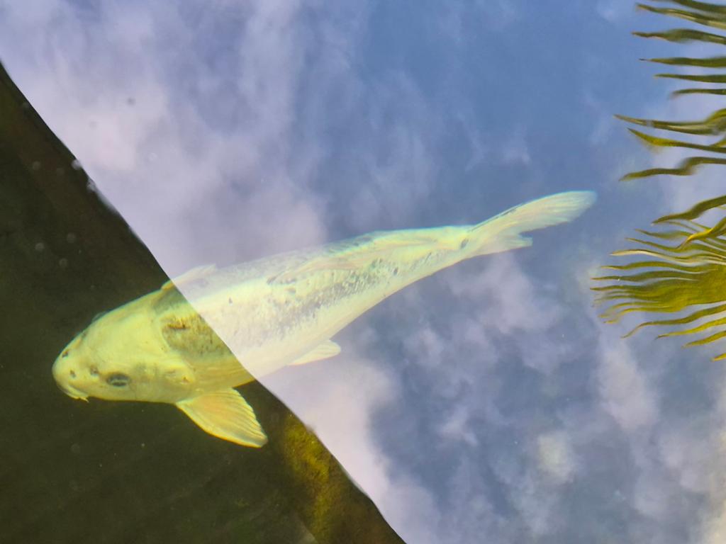 Ghost koi. ( koi karper), Karper of Koi