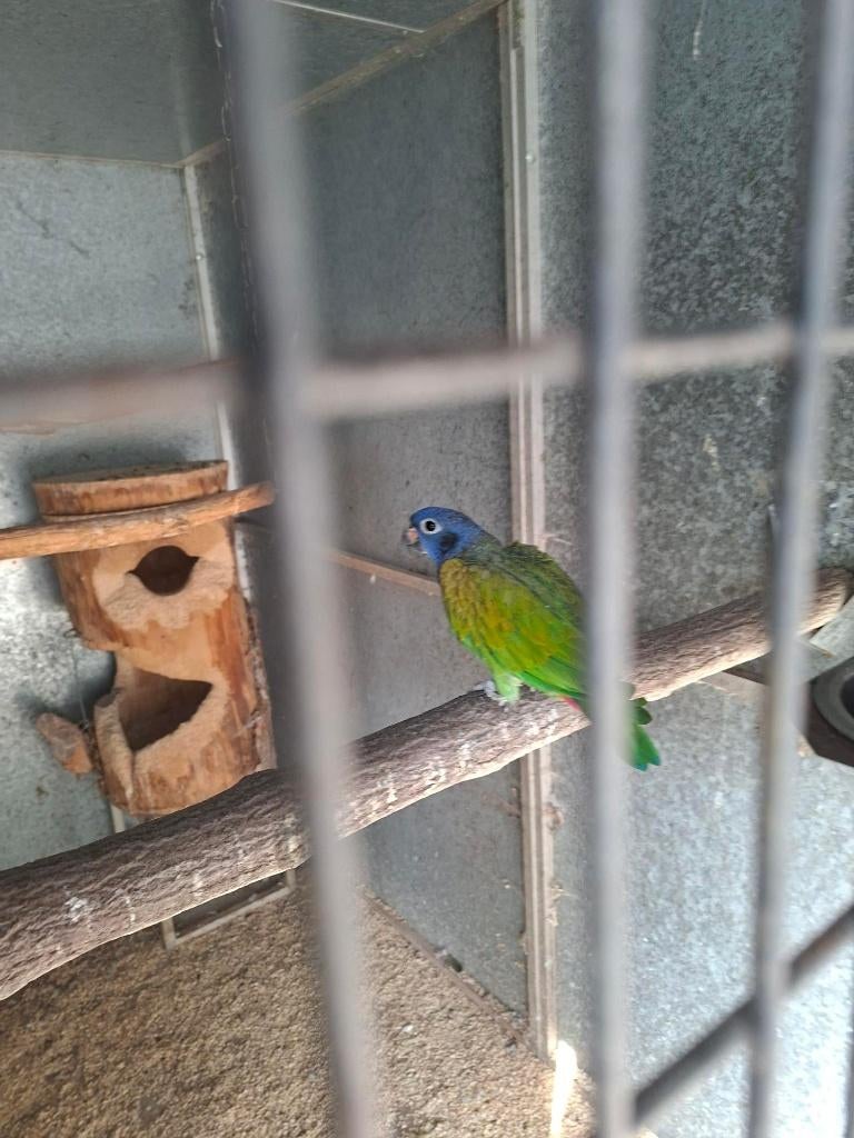 Pionus Menstruus pop, Dieren en Toebehoren, Vrouwelijk, Papegaai, Geringd