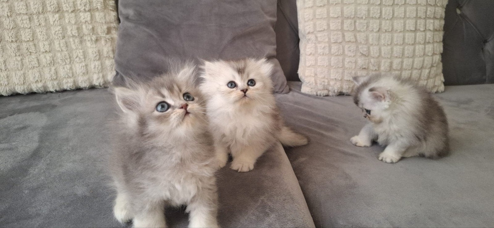 British Golden Blue Ay24, Dieren en Toebehoren, Poes