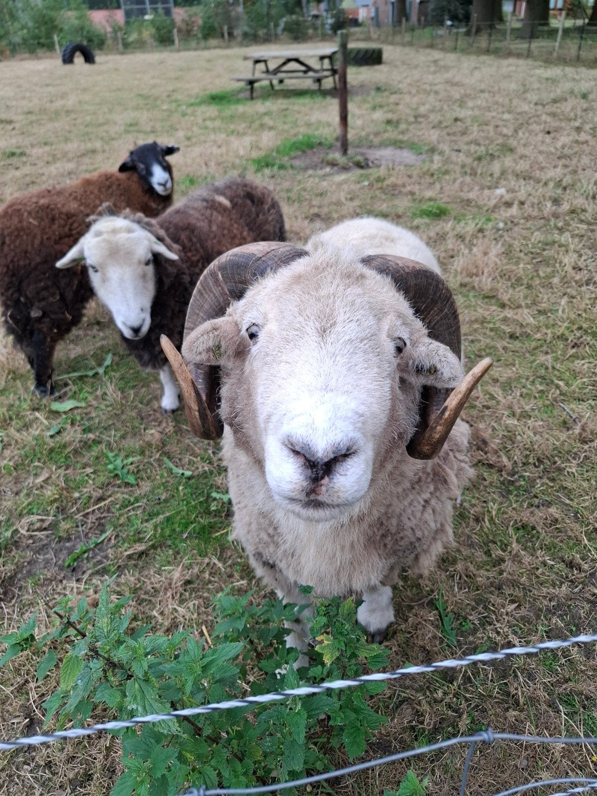 herdwick schapen, Dieren en Toebehoren, Meerdere dieren, Schaap