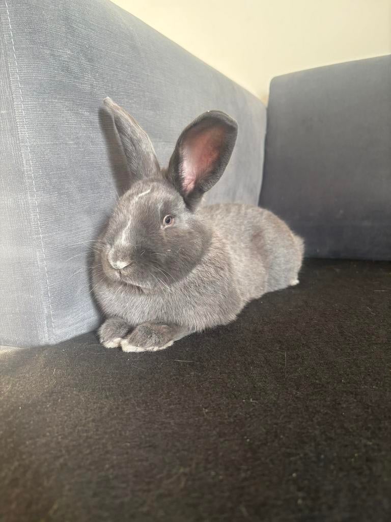 Konijn, Dieren en Toebehoren, Konijnen, Mannelijk, Middelgroot
