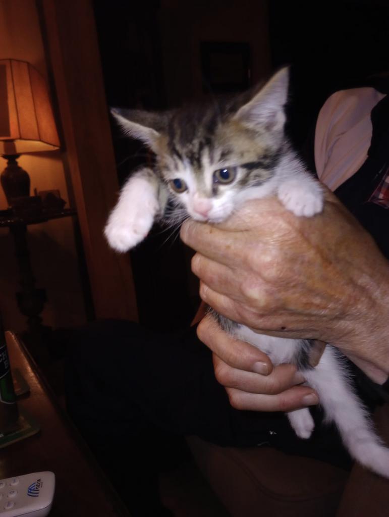 Kittens, Dieren en Toebehoren, Kater