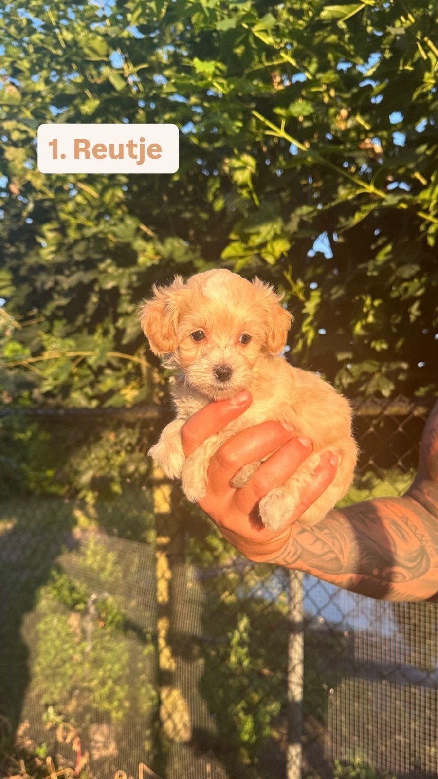 Maltipoo F1 pups zeer klein, Parvo, 8 tot 15 weken, Meerdere, Meerdere dieren
