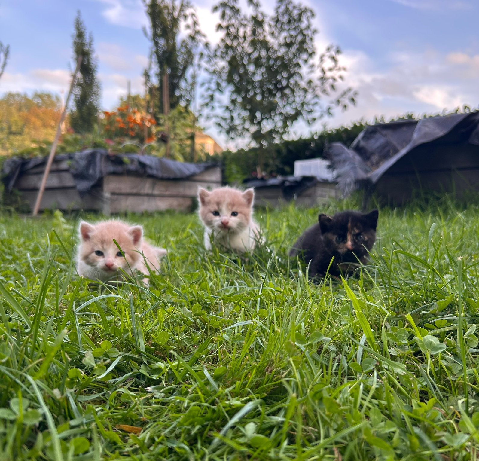 3 kittens te koop, Dieren en Toebehoren, Meerdere dieren