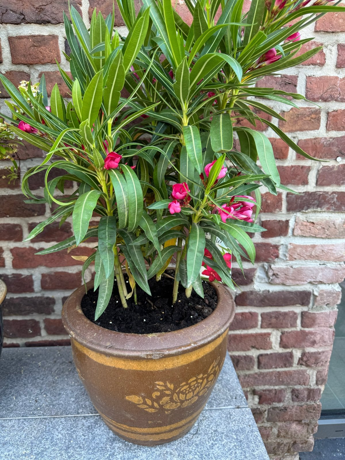 Oleander met Authentieke Pot - Prachtige Bloeier, Overige soorten, Volle zon, Vaste plant, Ophalen of Verzenden