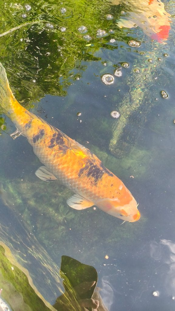 Koi, Karper of Koi