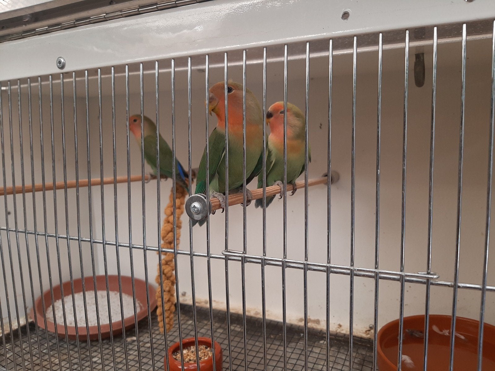 prachtige jonge agapornissen, Geslacht onbekend, Dwergpapegaai of Agapornis, Tam