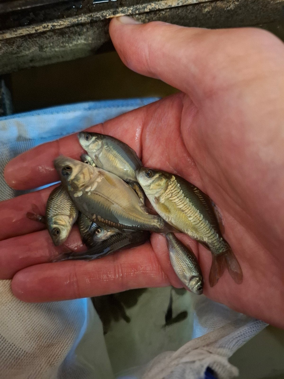 prachtige jonge spiegelkarpertjes en schubkarpertjes, Karper of Koi