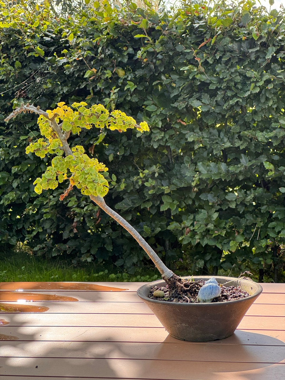 Unieke Gingko Biloba Bonsai - Elegante Blikvanger, Vaste plant, Bloeit niet, Halfschaduw, Ophalen