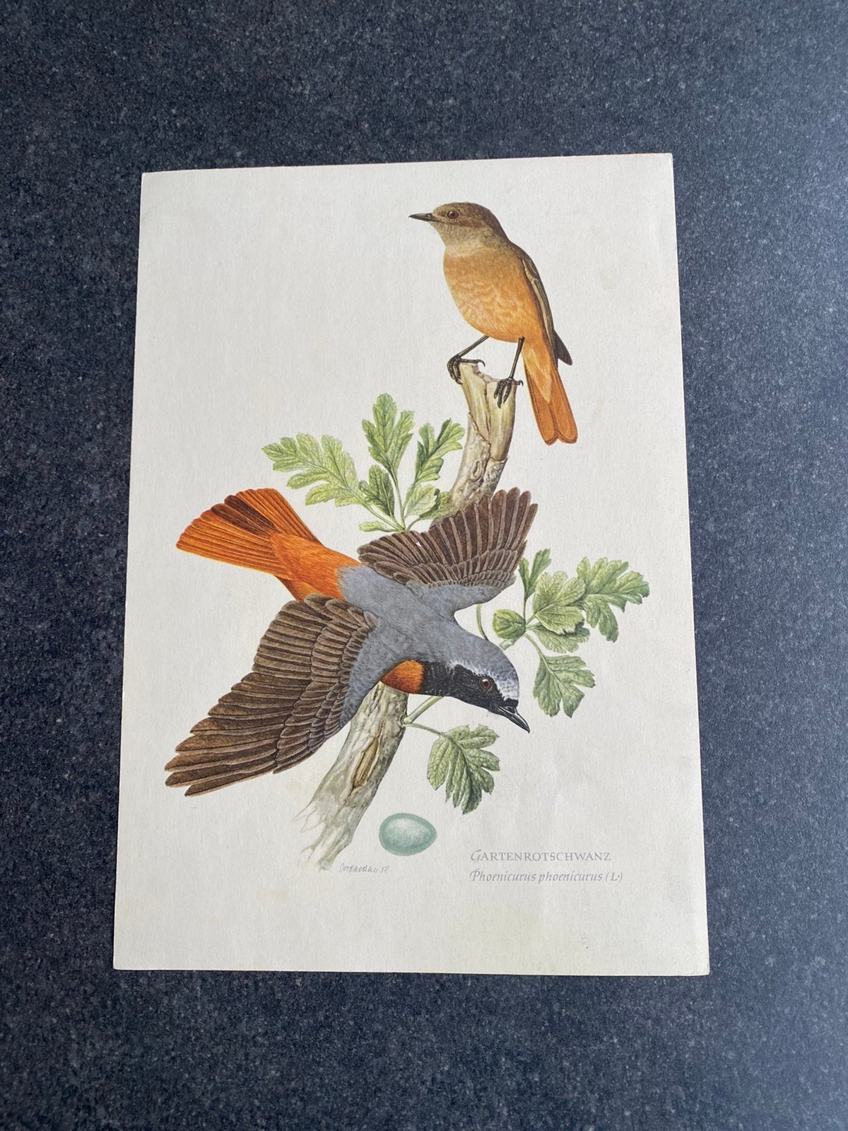 10 prenten zangvogels 16,5x24 samen 17 euro oa tapuit, Ophalen of Verzenden, Natuur en Biologie