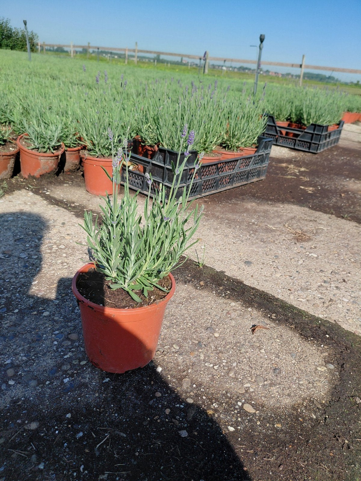 lavendula hidcote, Volle zon, Vaste plant, Zomer, Ophalen