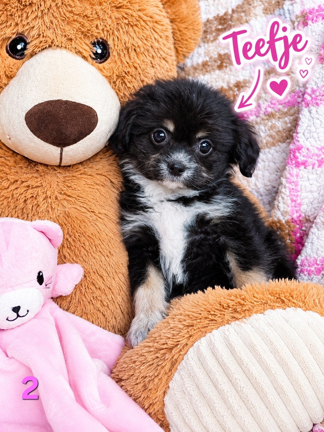 Lieve Pomeriaan  Boomer pups zoeken een liefdevol thuis, Overige rassen, 8 tot 15 weken, Meerdere, Meerdere dieren