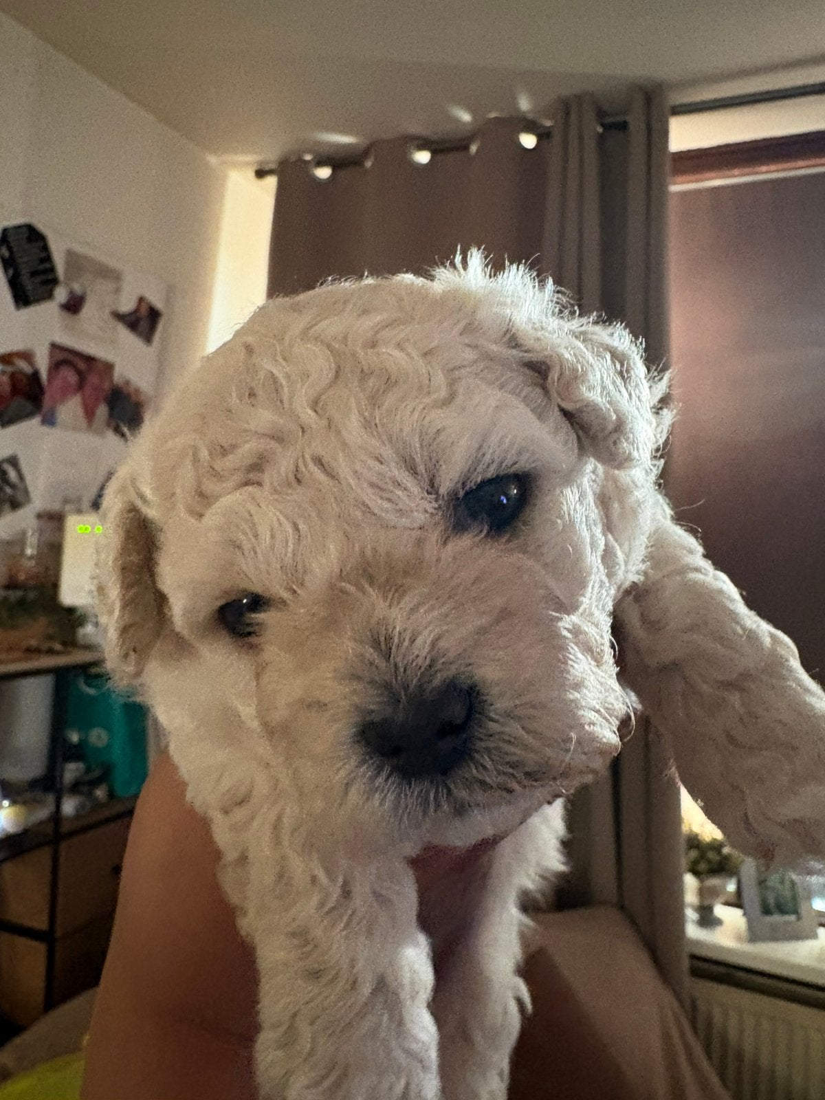 Lieve maltipoo pups van nu 3 weken oud, Dieren en Toebehoren, 8 tot 15 weken, Meerdere, Nederland, Particulier