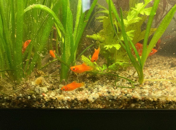 Oranje Platys, Vis