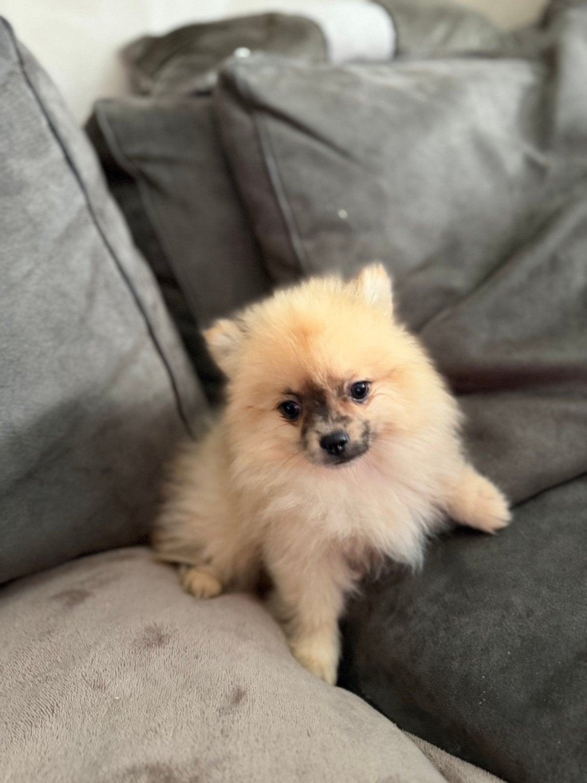Prachtige Pomeriaan  pups  Reutje & Teefje ️, Dieren en Toebehoren, CDV (hondenziekte), Keeshond, 8 tot 15 weken, Meerdere