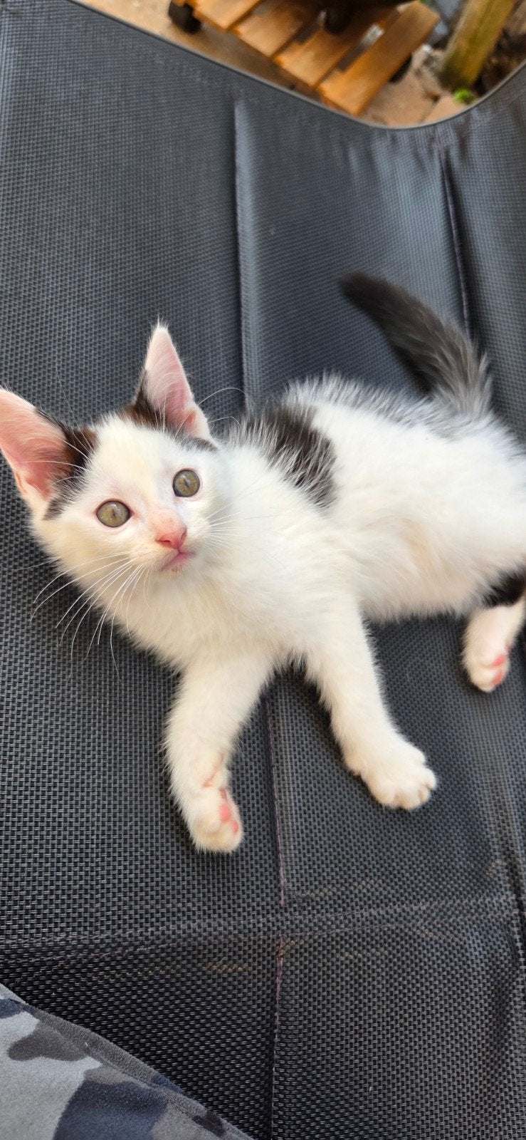Lieve sociale kittens, chip, x ras, 0 tot 2 jaar