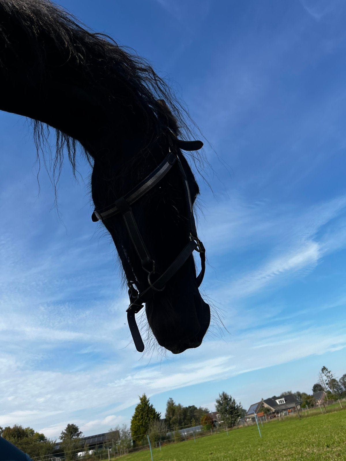 Gezocht, grote ronde balen paarden hooi