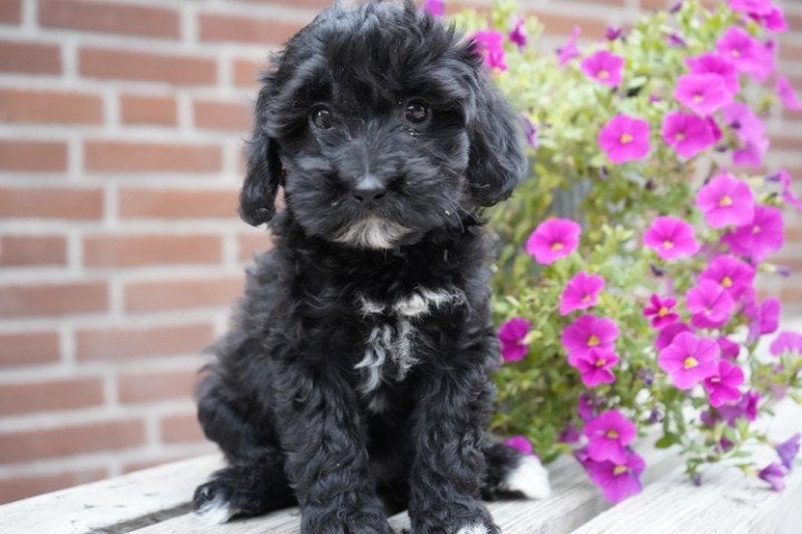 Mooie maltipoo pups te koop., Nederland, Overige rassen, 8 tot 15 weken, CDV (hondenziekte)