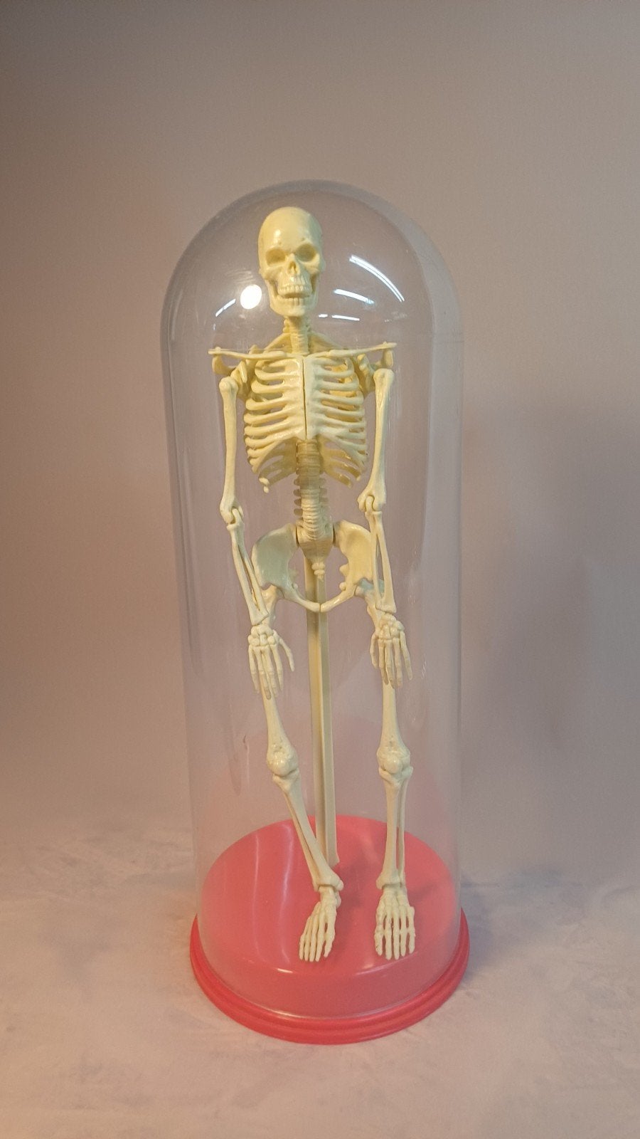 skelet onder dome plastic, Ophalen of Verzenden, Gebruikt