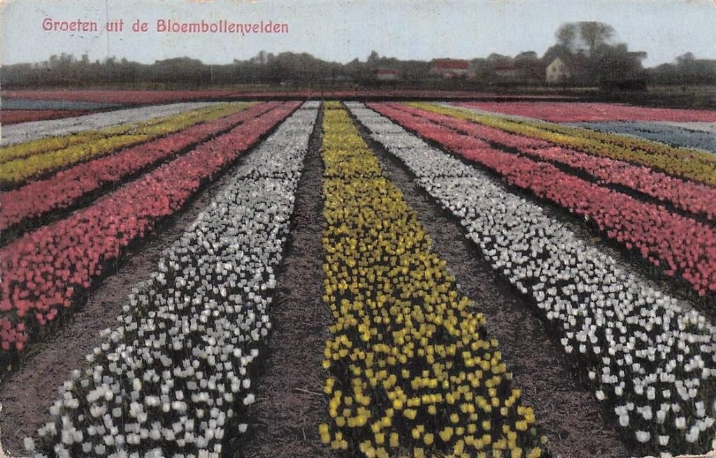 703-449-023 Groeten Uit De Bloembollenvelden, Verzenden, Voor 1920, Noord-Holland