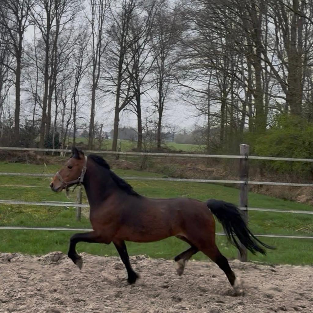 Mooie Hackney Pony, Ruin, Ontwormd, 7 tot 10 jaar