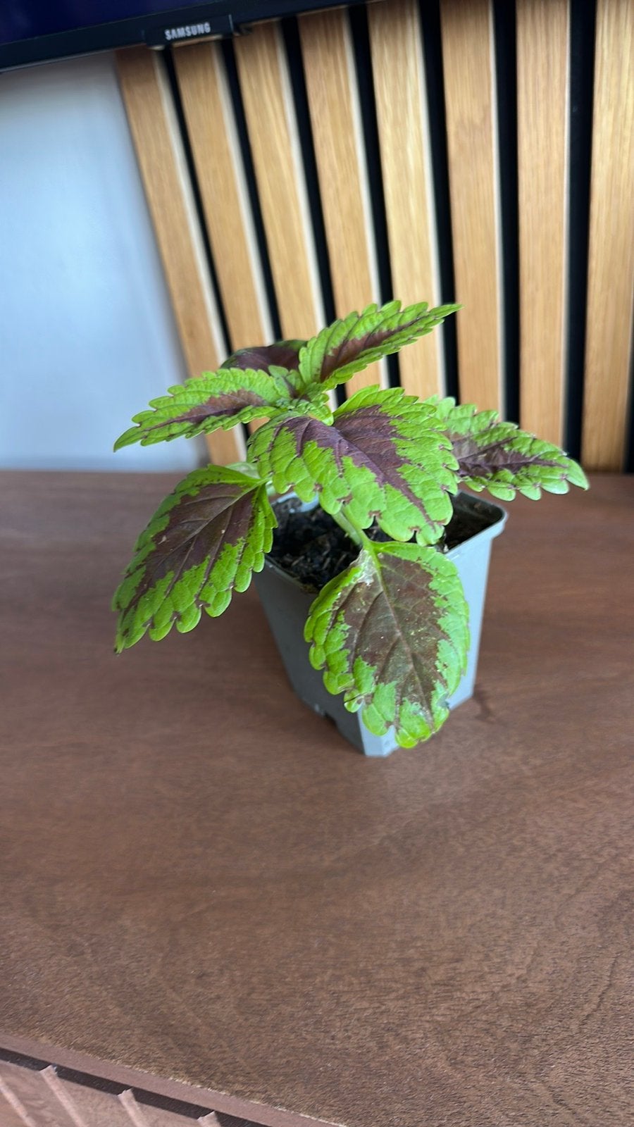 Coleus Park Avenue plant (Stekjes), Ophalen, Halfschaduw, Minder dan 100 cm