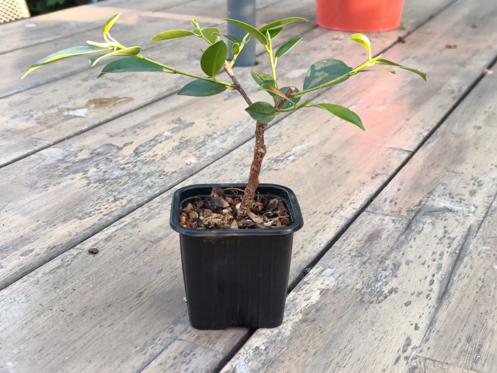 Ficus microcarpa pre bonsai, te koop of ruil, Huis en Inrichting, Kamerplanten, Ficus, Minder dan 100 cm, Groene kamerplant, Halfschaduw