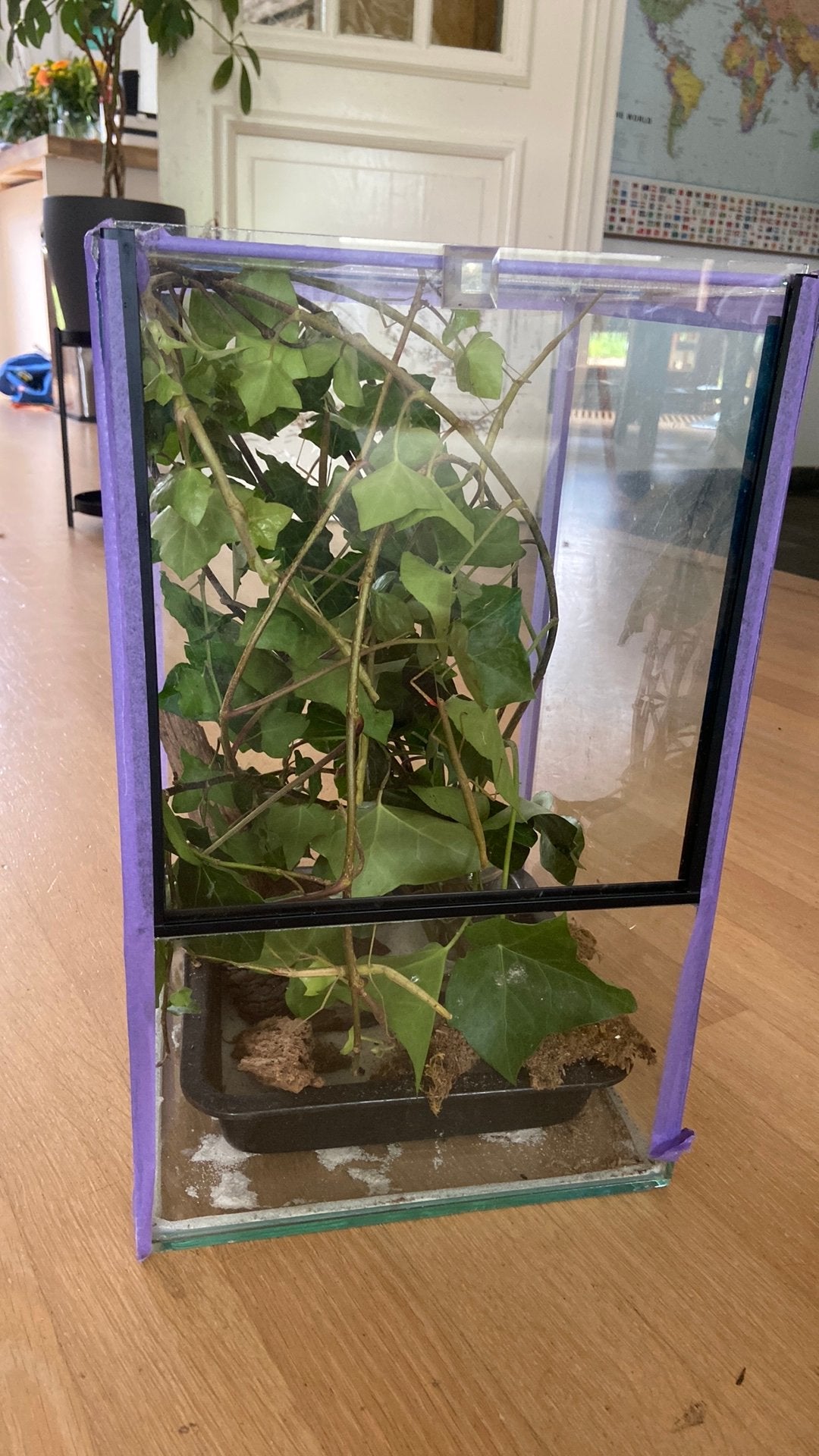 Terrarium met 8 volwassen wandelende takken, Dieren en Toebehoren, Reptielen en Amfibieën | Toebehoren, Ophalen, Zo goed als nieuw