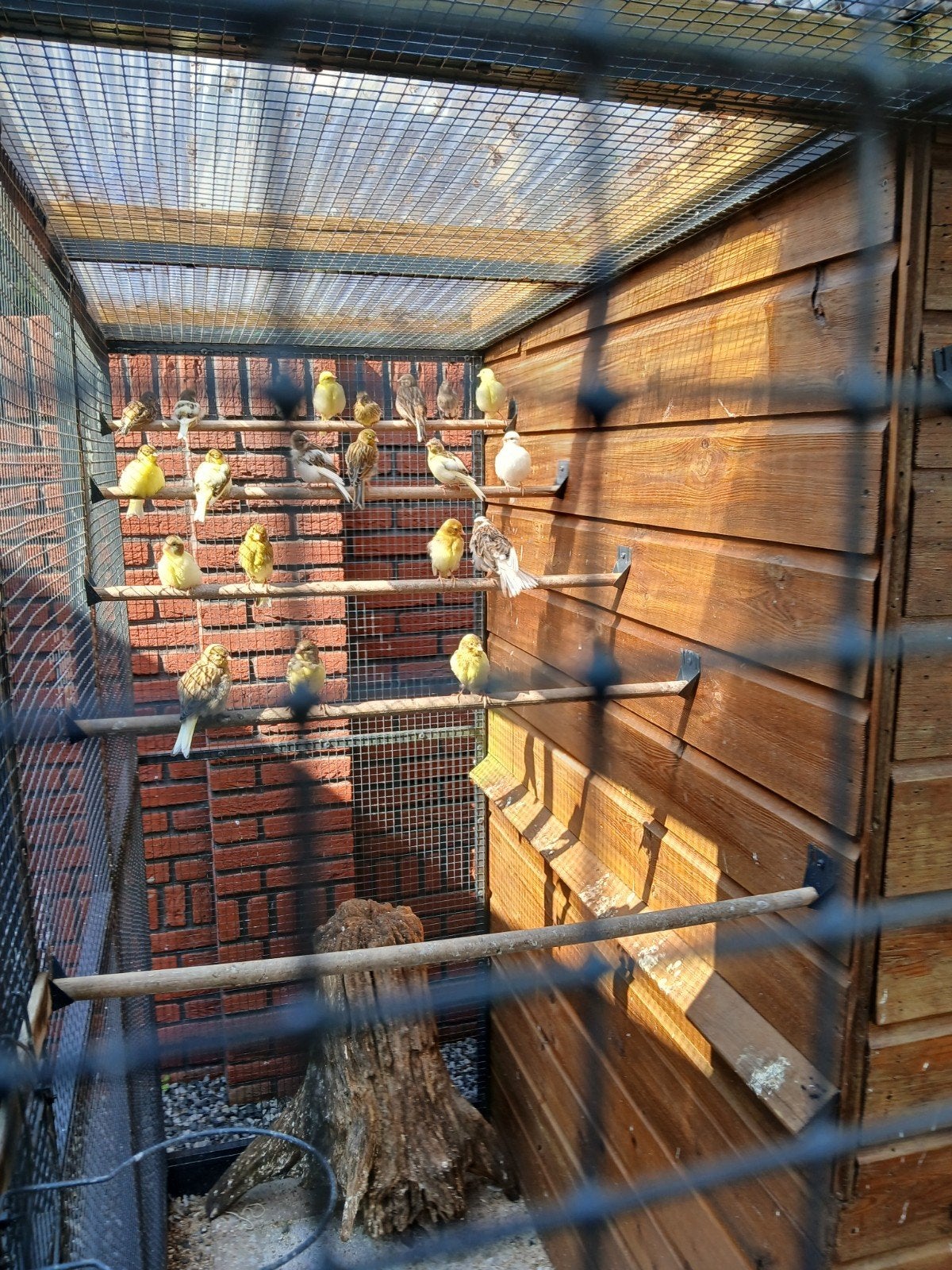 Kanaries uit volière, Meerdere dieren, Kleurkanarie