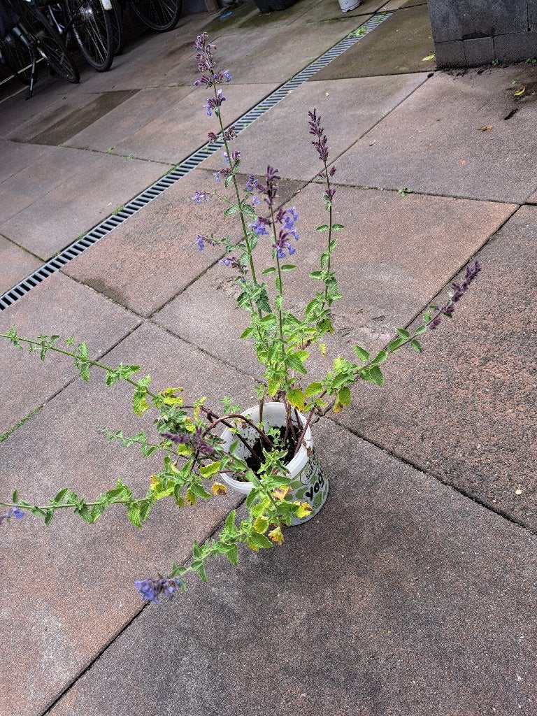 Leuke plant met paarse roosjes voor wenig, Volle zon, Vaste plant, Lente, Ophalen
