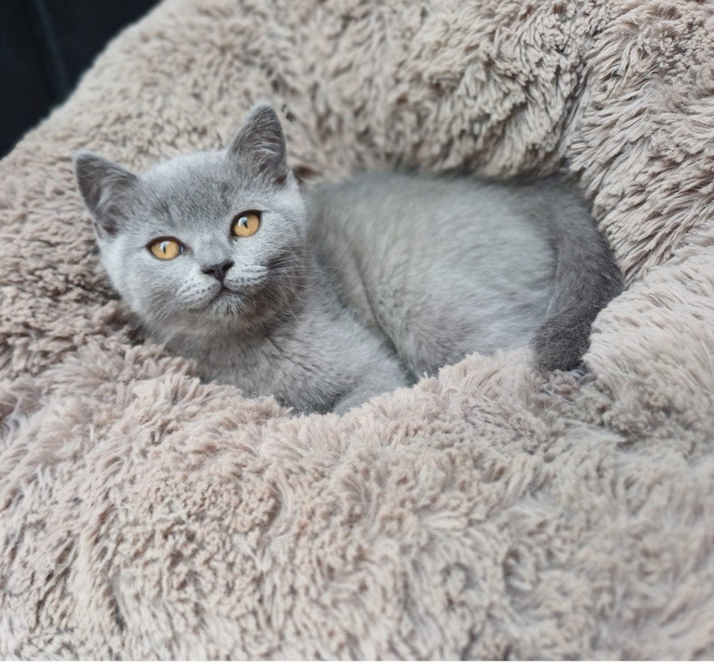 Mooie brits korthaar kittens, Meerdere dieren, Gechipt, 0 tot 2 jaar