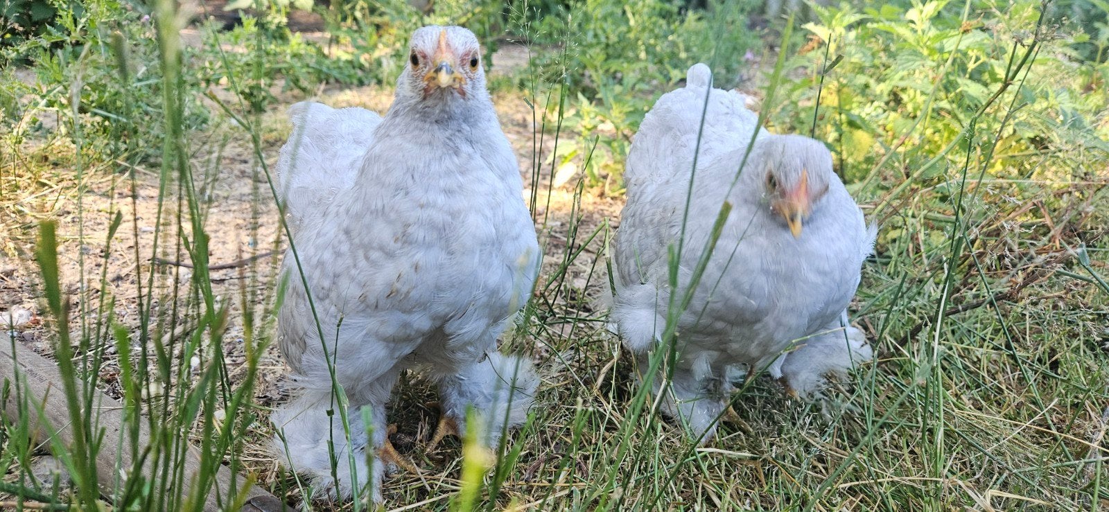 Cochin kriel zilverpatrijs, Dieren en Toebehoren, Pluimvee, Vrouwelijk, Kip