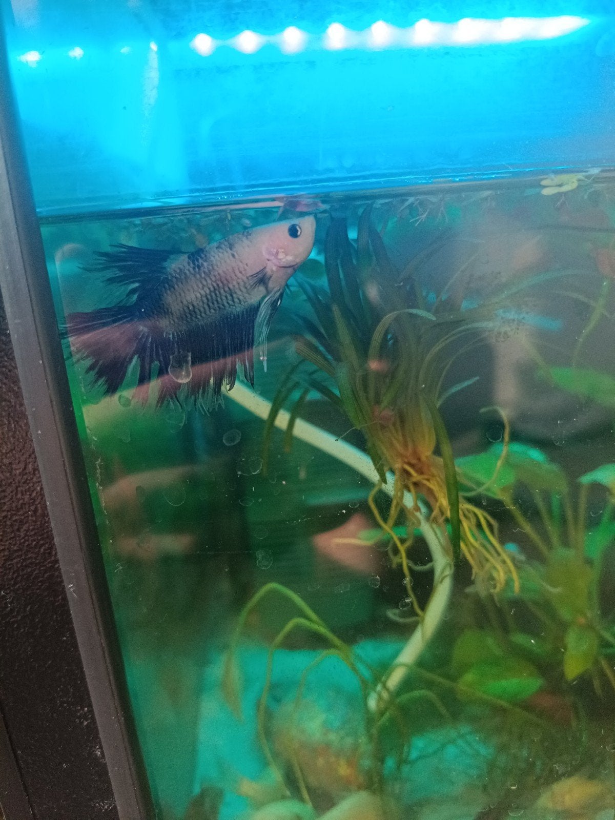 Betta man, Vis