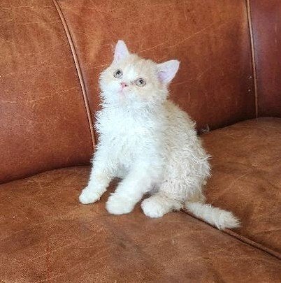 Selkirk Rex kitten kater met stamboom - enkele beschikbaar, Dieren en Toebehoren, Kater, Met stamboom, 0 tot 2 jaar