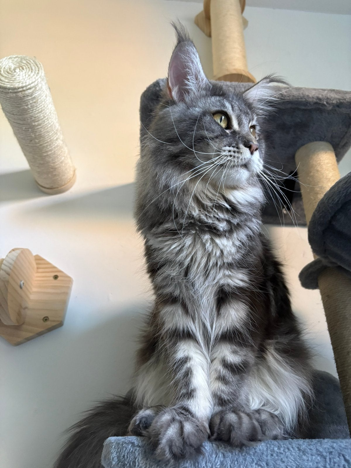Maine Coon dekkater met stamboom, Dieren en Toebehoren, Kater, Met stamboom