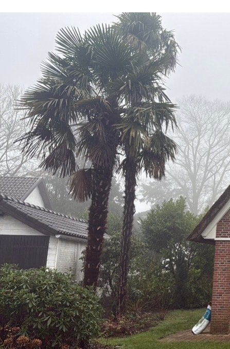 Gezocht: 3 Winterharde Palmen van 400cm hoog, Tuin en Terras, Ophalen of Verzenden, Vaste plant, Overige soorten