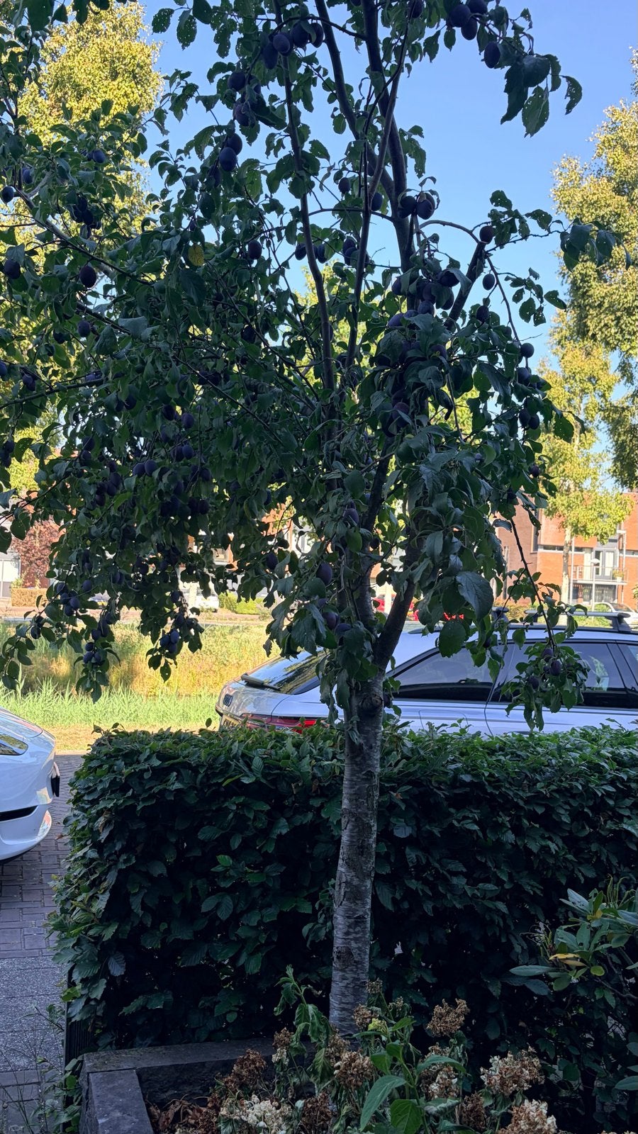 Pruimenboom van 4 meter hoog - Oogstklare vruchten!, Overige soorten, Zomer, 400 cm of meer, Ophalen