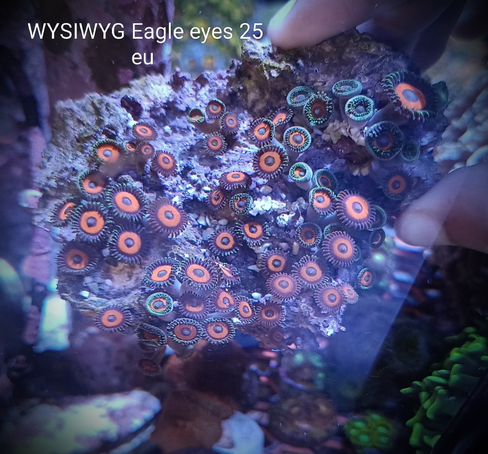 WYSIWYG Eagle Eye zoanthids (40+ poliepen), Dieren en Toebehoren, Zoutwatervis