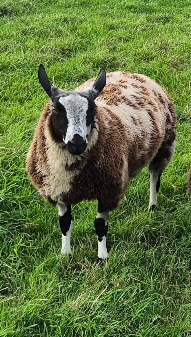 Bonte dekrammen, Mannelijk, Schaap