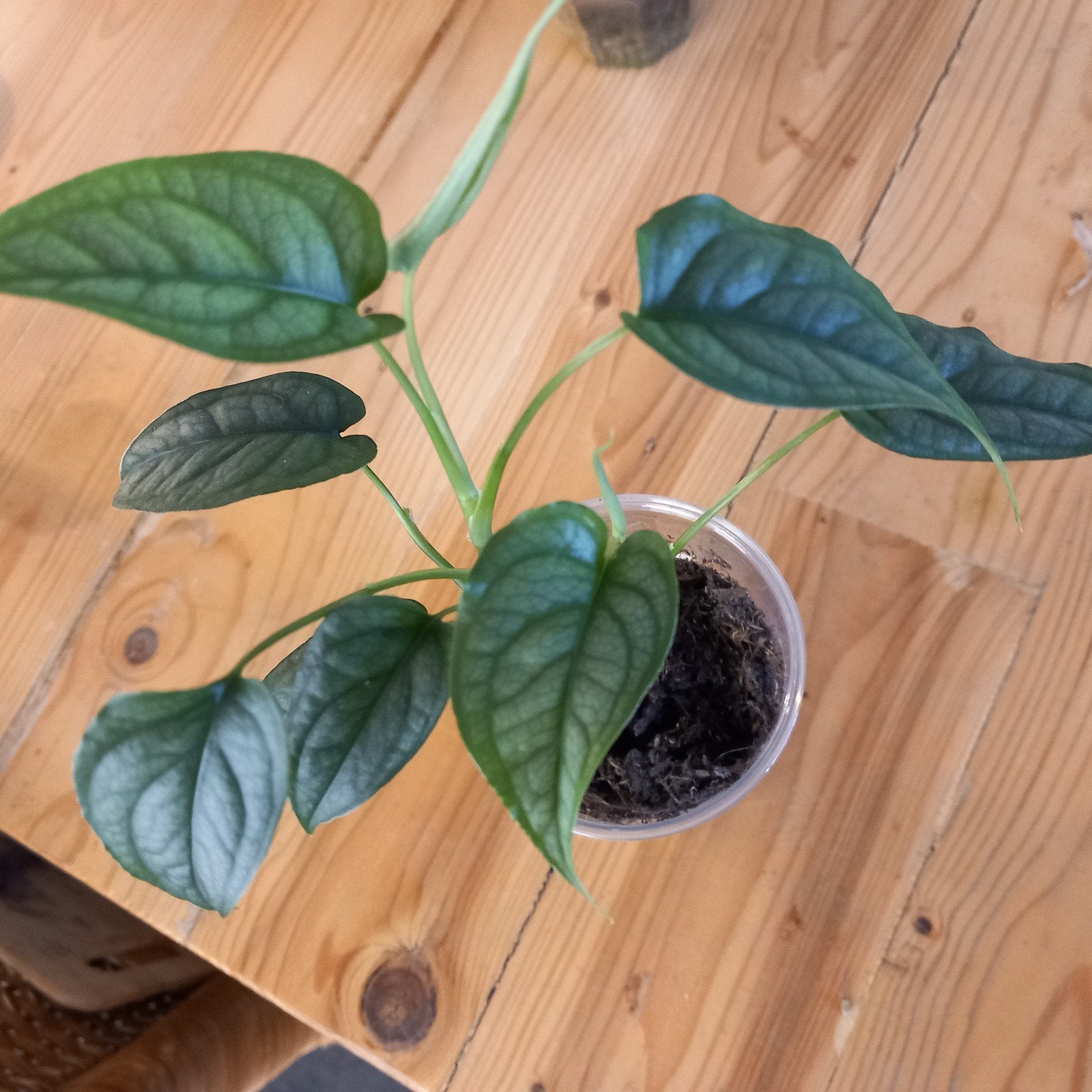 monstera siltepecana stek nr 37, Huis en Inrichting, Ophalen of Verzenden, Halfschaduw, Minder dan 100 cm