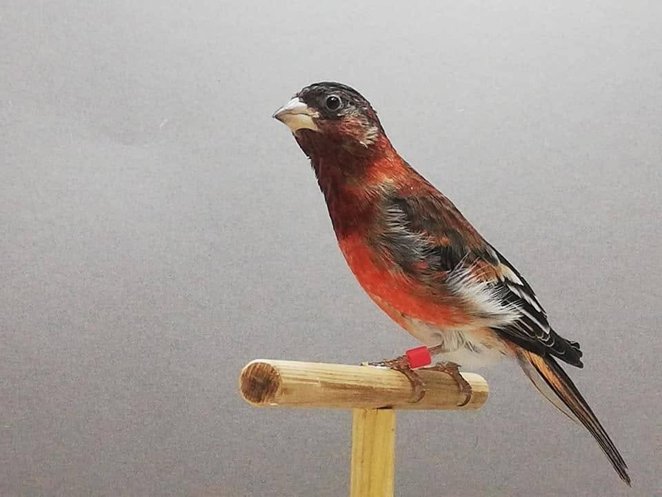 Bastaard  Kapoetsijs x  Roodmus, Mannelijk, Tropenvogel, Geringd