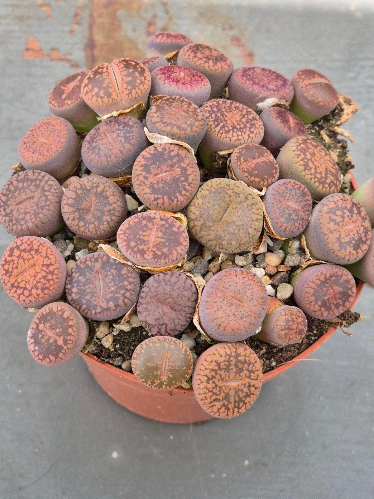 Lithops Levende stenen p8 (7), Huis en Inrichting, Kamerplanten, Ophalen of Verzenden, Halfschaduw, Minder dan 100 cm