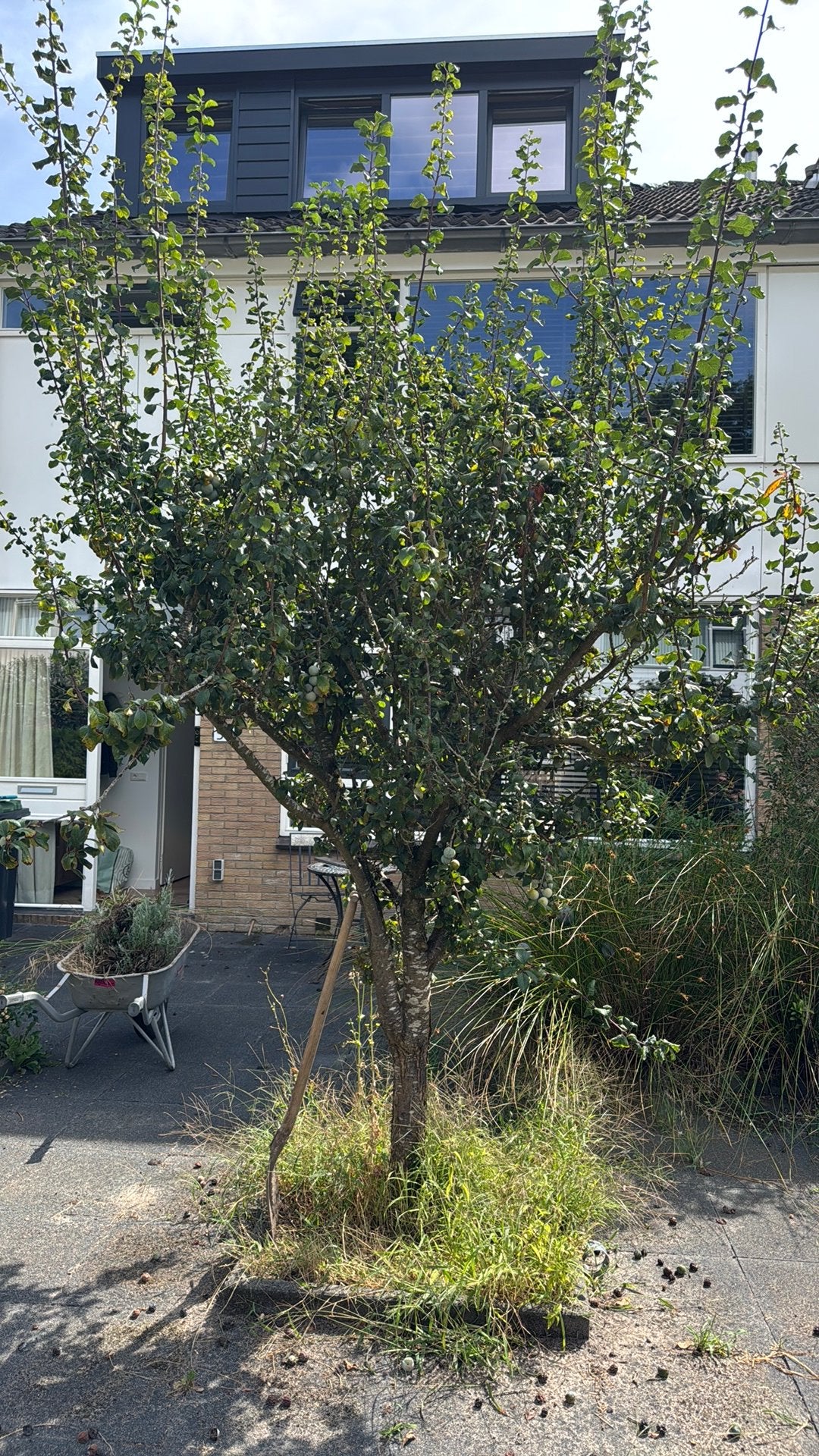Pruimenboom gratis af te halen, Ophalen, Volle zon, Overige soorten