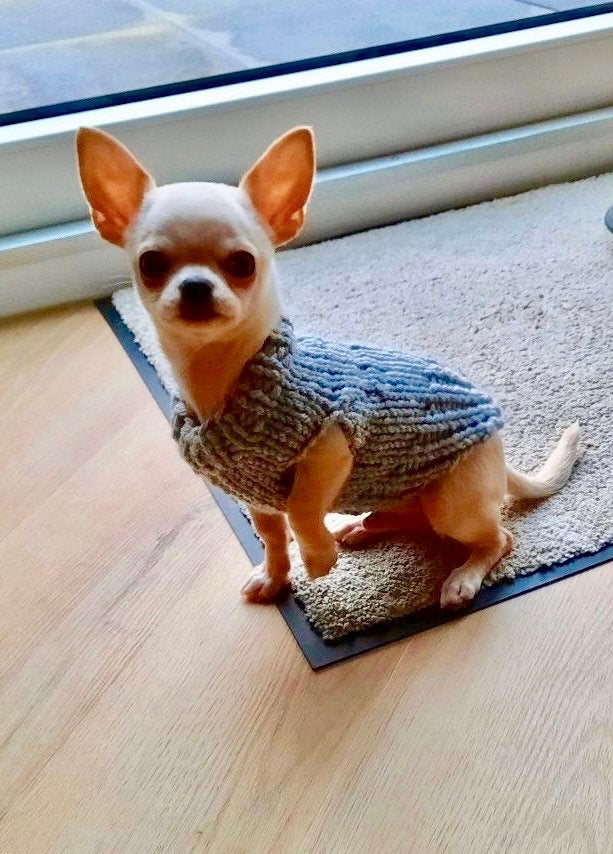 HANDMADE Trui Pup Jong hondje Chihuahua York Pomchi Boomer, Ophalen of Verzenden, Nieuw, Hondentrui, Handgemaakt