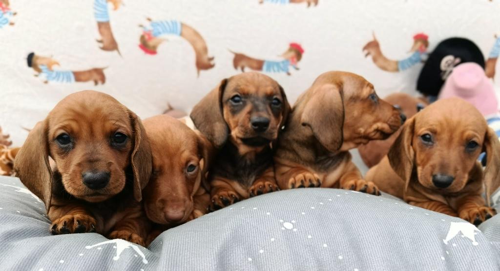 Teckels, Dieren en Toebehoren, Standaard, Fokker | Hobbymatig, 8 tot 15 weken, Parvo