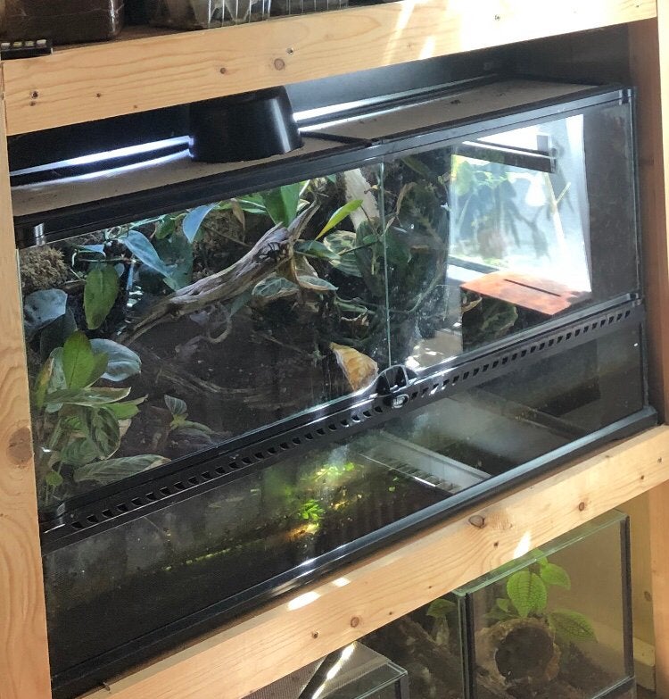 Terrarium met 5 gifkikkers en garnalen, Dieren en Toebehoren, Ophalen of Verzenden, Zo goed als nieuw