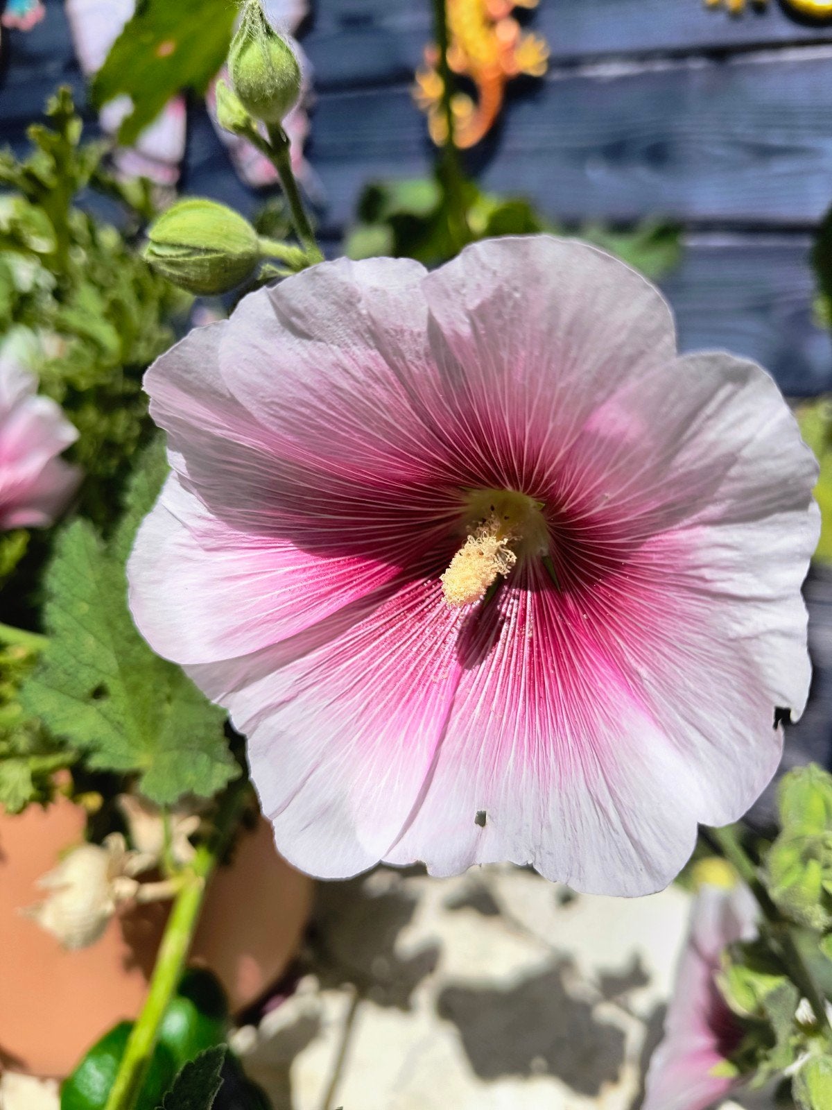 Stokroos zaden, Tuin en Terras, Planten | Tuinplanten, Overige soorten, Volle zon, Vaste plant, Ophalen of Verzenden