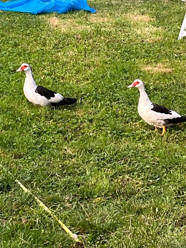 Muskuseenden poppen, Dieren en Toebehoren, Pluimvee, Vrouwelijk, Eend