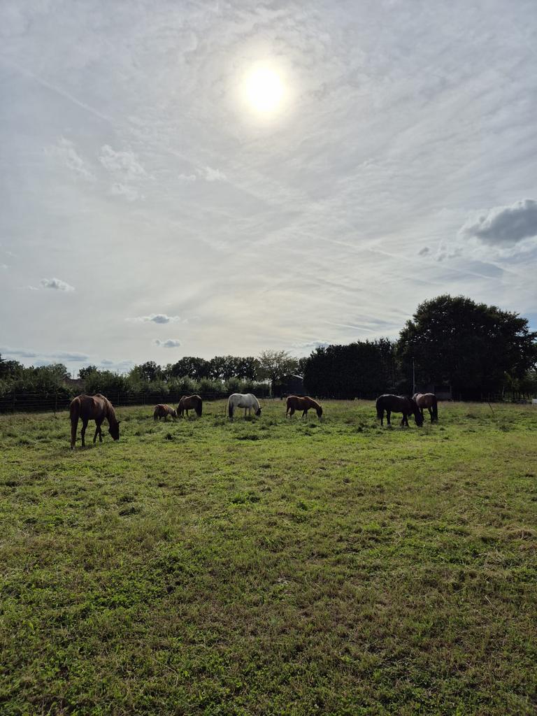 Plek vrij op paddock paradise in mariahout, Dieren en Toebehoren, 1 paard of pony